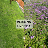 Prato di Verbena Hybrida (Glandularia Aristigera) – Bassa manutenzione e basso fabbisogno idrico