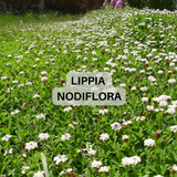 Prato di Lippia Nodiflora - Poca acqua e poca manutenzione