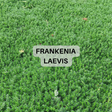 Prato di Frankenia Laevis - Bassissima Gestione e Irrigazione
