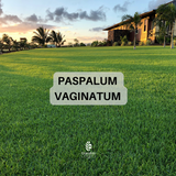 Prato di Paspalum Vaginatum - Elegante e a Bassa Gestione