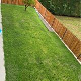 Prato di Verbena Hybrida (Glandularia Aristigera) – Bassa manutenzione e basso fabbisogno idrico