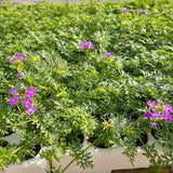 Prato di Verbena Hybrida (Glandularia Aristigera) – Bassa manutenzione e basso fabbisogno idrico