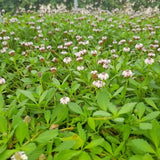 Prato di Lippia Nodiflora - Poca acqua e poca manutenzione