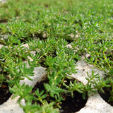 Prato di Frankenia Laevis - Bassissima Gestione e Irrigazione