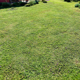 Prato di Verbena Hybrida (Glandularia Aristigera) – Bassa manutenzione e basso fabbisogno idrico