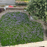 Prato di Verbena Hybrida (Glandularia Aristigera) – Bassa manutenzione e basso fabbisogno idrico