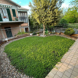 Prato di Verbena Hybrida (Glandularia Aristigera) – Bassa manutenzione e basso fabbisogno idrico