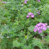 Prato di Verbena Hybrida (Glandularia Aristigera) – Bassa manutenzione e basso fabbisogno idrico