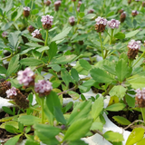 Prato di Lippia Nodiflora - Poca acqua e poca manutenzione