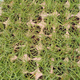 Prato di Paspalum Vaginatum - Elegante e a Bassa Gestione