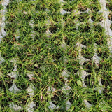 Prato di Paspalum Vaginatum - Elegante e a Bassa Gestione