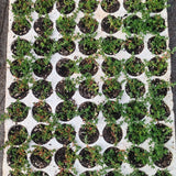 Prato di Frankenia Laevis - Bassissima Gestione e Irrigazione