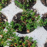 Prato di Frankenia Laevis - Bassissima Gestione e Irrigazione