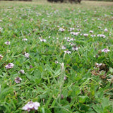 Prato di Lippia Nodiflora - Poca acqua e poca manutenzione