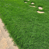 Prato di Paspalum Vaginatum - Elegante e a Bassa Gestione