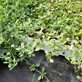 Prato di Lippia Nodiflora - Poca acqua e poca manutenzione