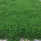 Prato di Frankenia Laevis - Bassissima Gestione e Irrigazione