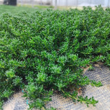 Prato di Frankenia Laevis - Bassissima Gestione e Irrigazione