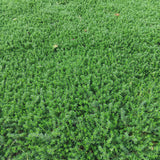 Prato di Frankenia Laevis - Bassissima Gestione e Irrigazione