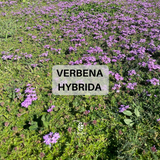 Prato di Verbena Hybrida (Glandularia Aristigera) – Bassa manutenzione e basso fabbisogno idrico