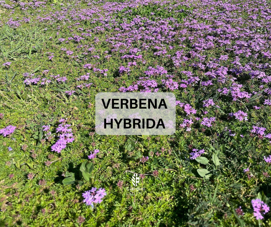 Immagine diapositiva