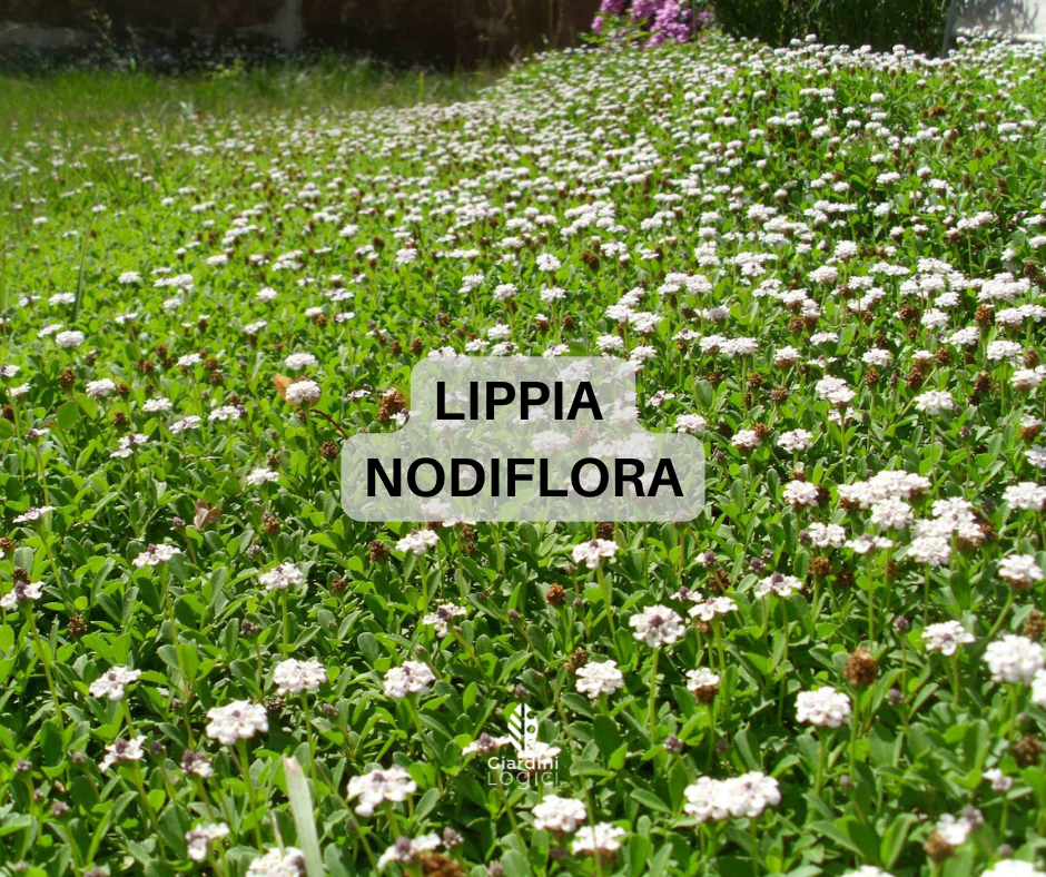 Immagine diapositiva