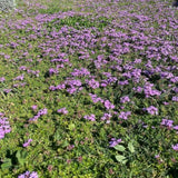 Prato di Verbena Hybrida (Glandularia Aristigera) – Bassa manutenzione e basso fabbisogno idrico