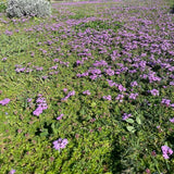 Prato di Verbena Hybrida (Glandularia Aristigera) – Bassa manutenzione e basso fabbisogno idrico
