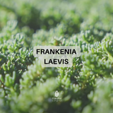 Prato di Frankenia Laevis - Bassissima Gestione e Irrigazione