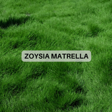 Prato di Zoysia Matrella - SU ORDINAZIONE