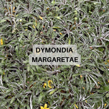 Prato di Dymondia Margaretae - Su ordinazione