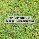 Prato Pronto a rotoli di Paspalum Vaginatum - Fornitura in SICILIA