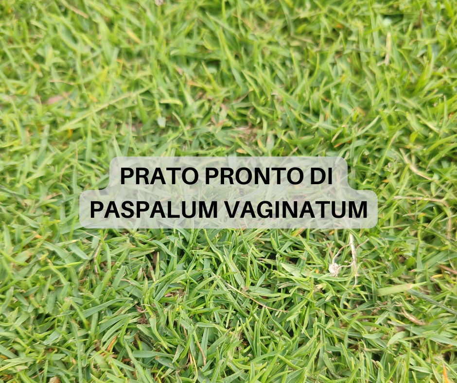 Immagine diapositiva