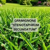 Prato di Gramignone (Stenotaphrum secundatum) - Resistente alle alte temperature