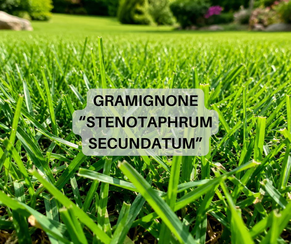 Immagine diapositiva
