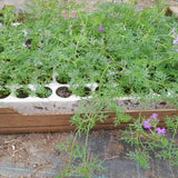 Prato di Verbena Hybrida (Glandularia Aristigera) – Bassa manutenzione e basso fabbisogno idrico