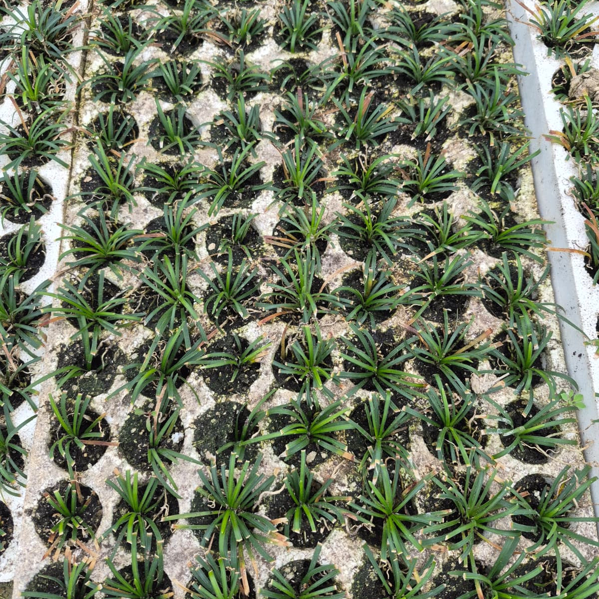 PRATO TAPPEZZANTE DI CONVALLARIA NANA JAPONICA - Su ordinazione