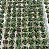 Prato tappezzante di Convallaria Nana Japonica