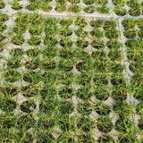 Prato di Paspalum Vaginatum - Elegante e resistente