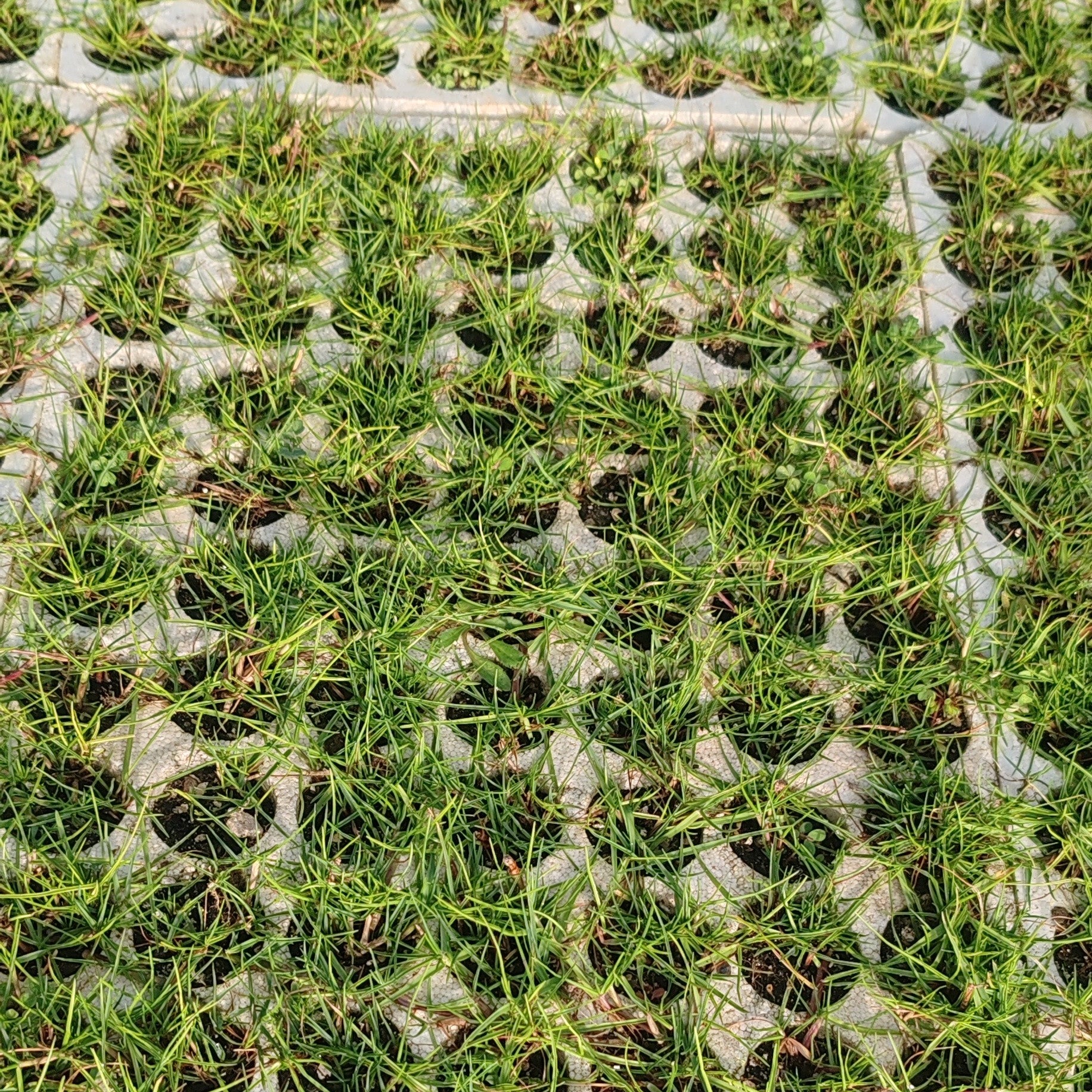Prato di Paspalum Vaginatum - Elegante e resistente