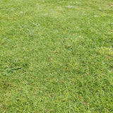 Prato di Paspalum Vaginatum - Elegante e resistente