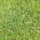 Prato di Paspalum Vaginatum - Elegante e resistente
