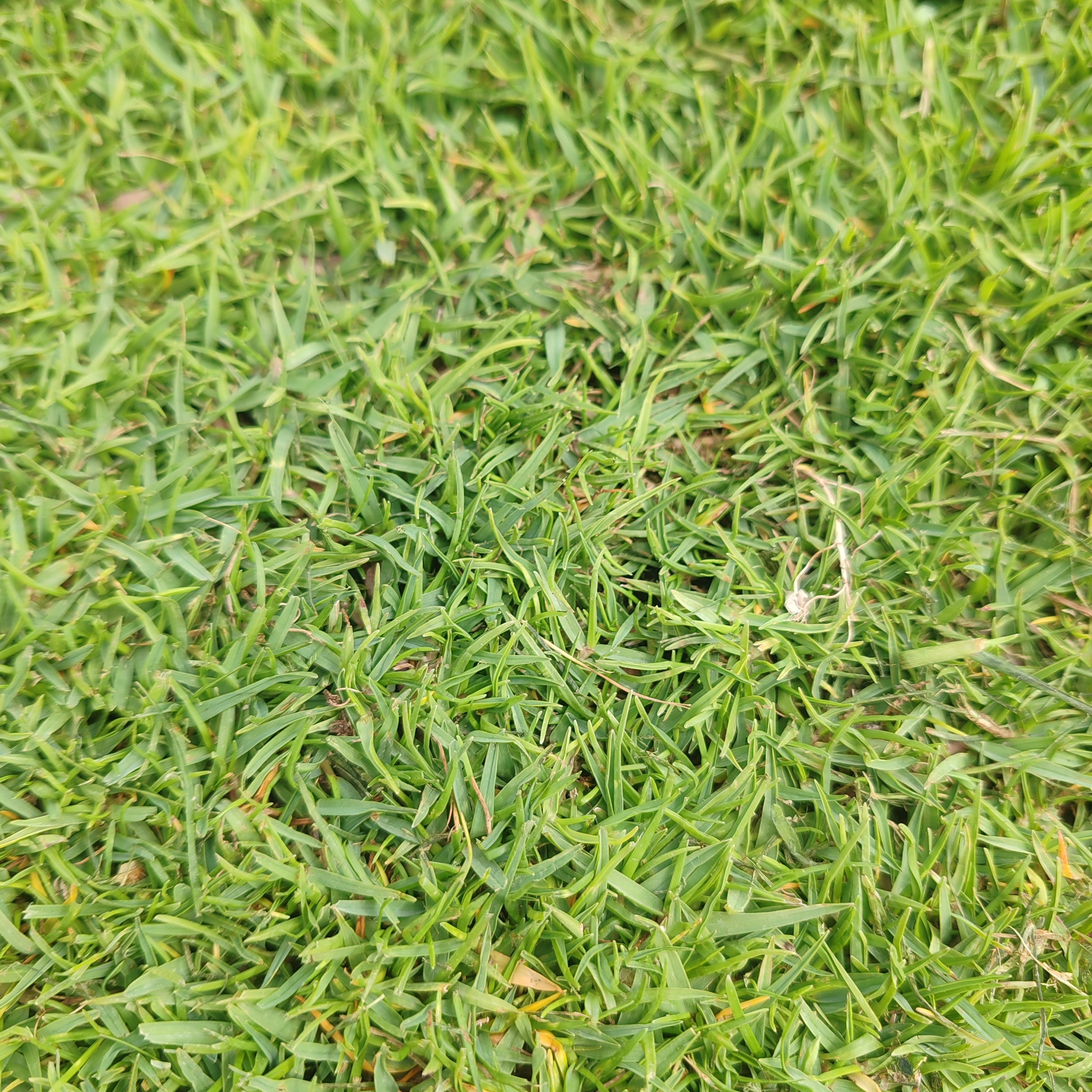 Prato Pronto di Paspalum Vaginatum - Fornitura in SICILIA