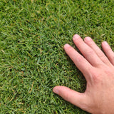 Prato di Paspalum Vaginatum - Elegante e resistente