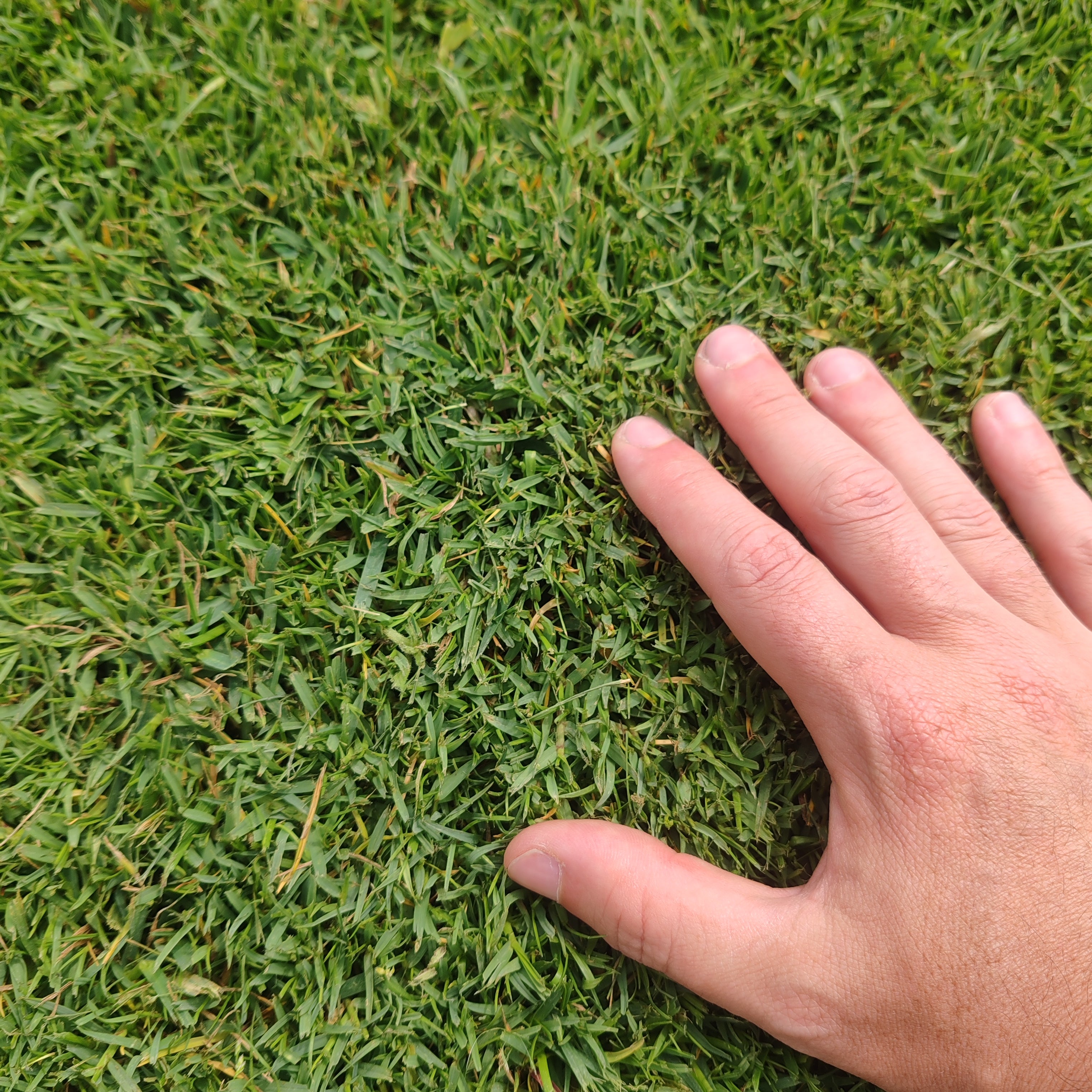 Prato Pronto di Paspalum Vaginatum - Fornitura in SICILIA