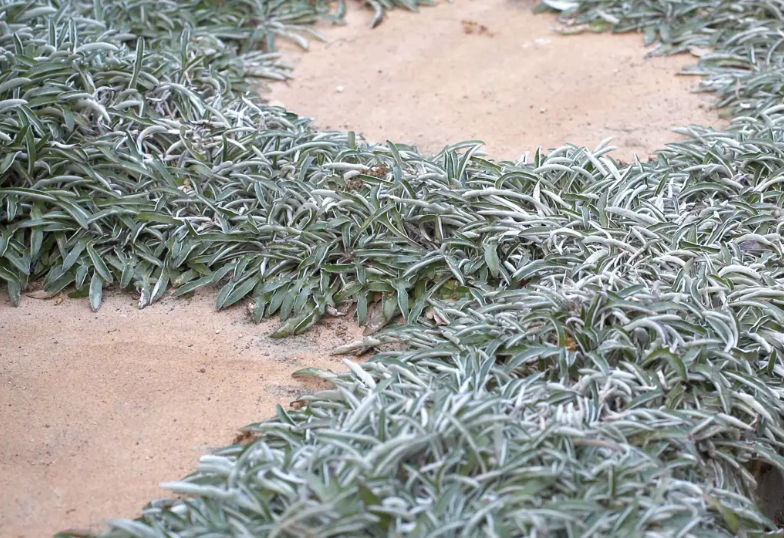 Prato di Dymondia Margaretae - Su ordinazione