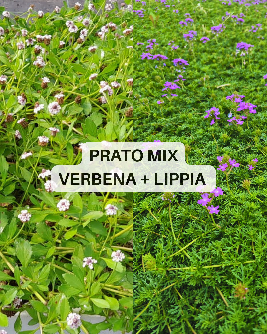Immagine diapositiva