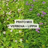 Prato Misto Verbena Hybrida e Lippia Nodiflora (70% Verbena – 30% Lippia)
