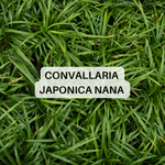 Immagine diapositiva