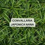 Prato tappezzante di Convallaria Nana Japonica